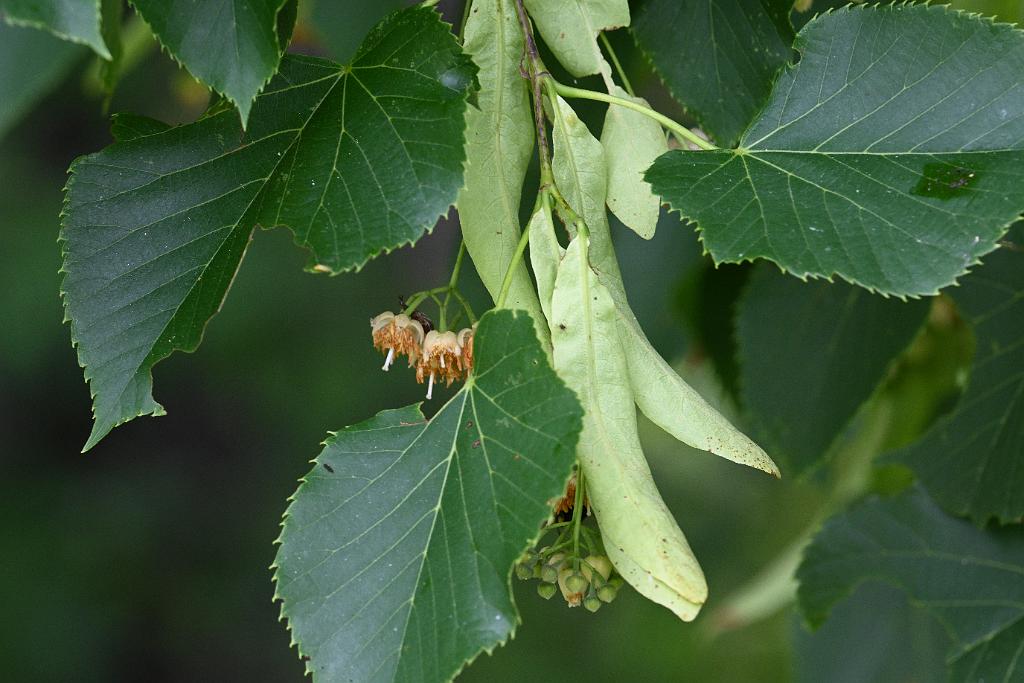 2025-07059411 River Bend Farm, MA.JPG - American Linden Tree (Tilia cordata). River Bend Farm, MA, 7-5-2025
